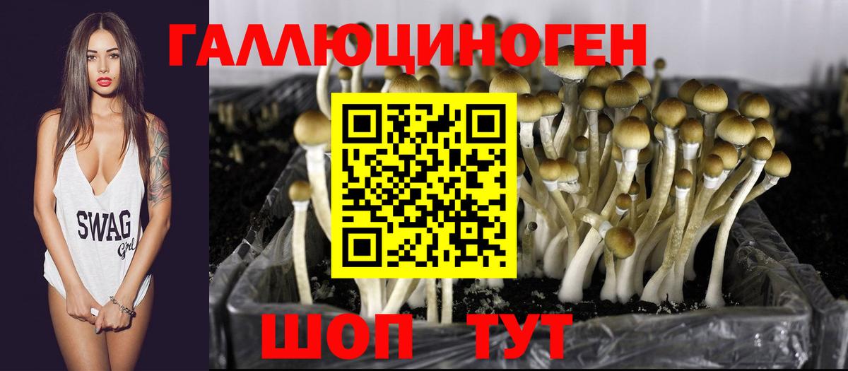 Псилоцибиновые грибы Psilocybe  Чита 